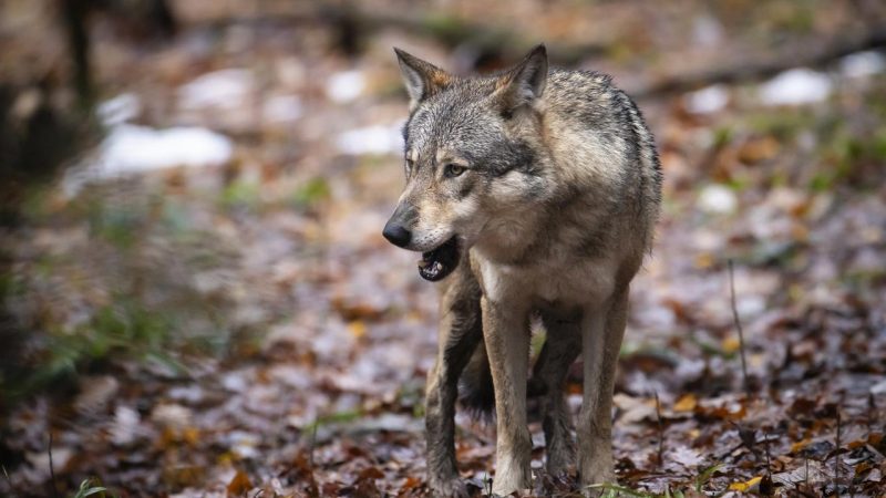 Neuchâtel autorise la régulation de la meute de loups à La Brévine après attaques sur le bétail