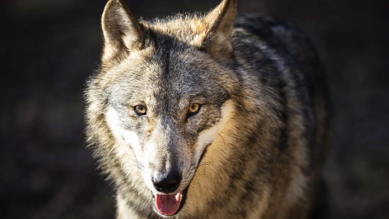 Il y a 30 ans, le retour du loup dans le val Ferret ravivait le débat en Suisse