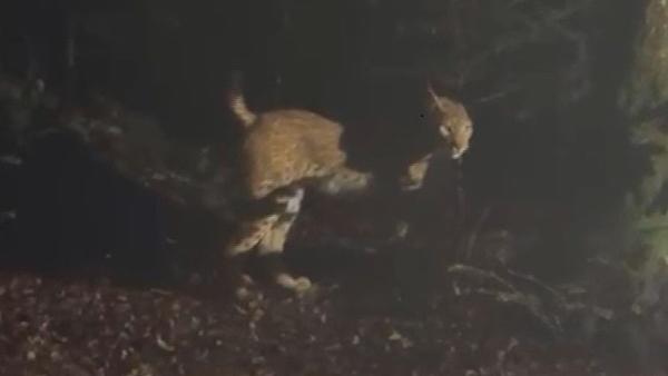 Abattage d’un jeune lynx à Neuchâtel : controverse et réactions