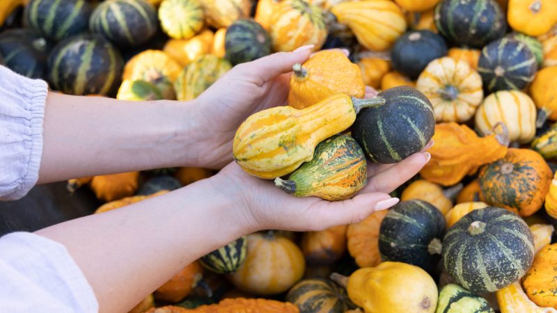 Courges ornementales et santé : comprendre les risques et les précautions à adopter