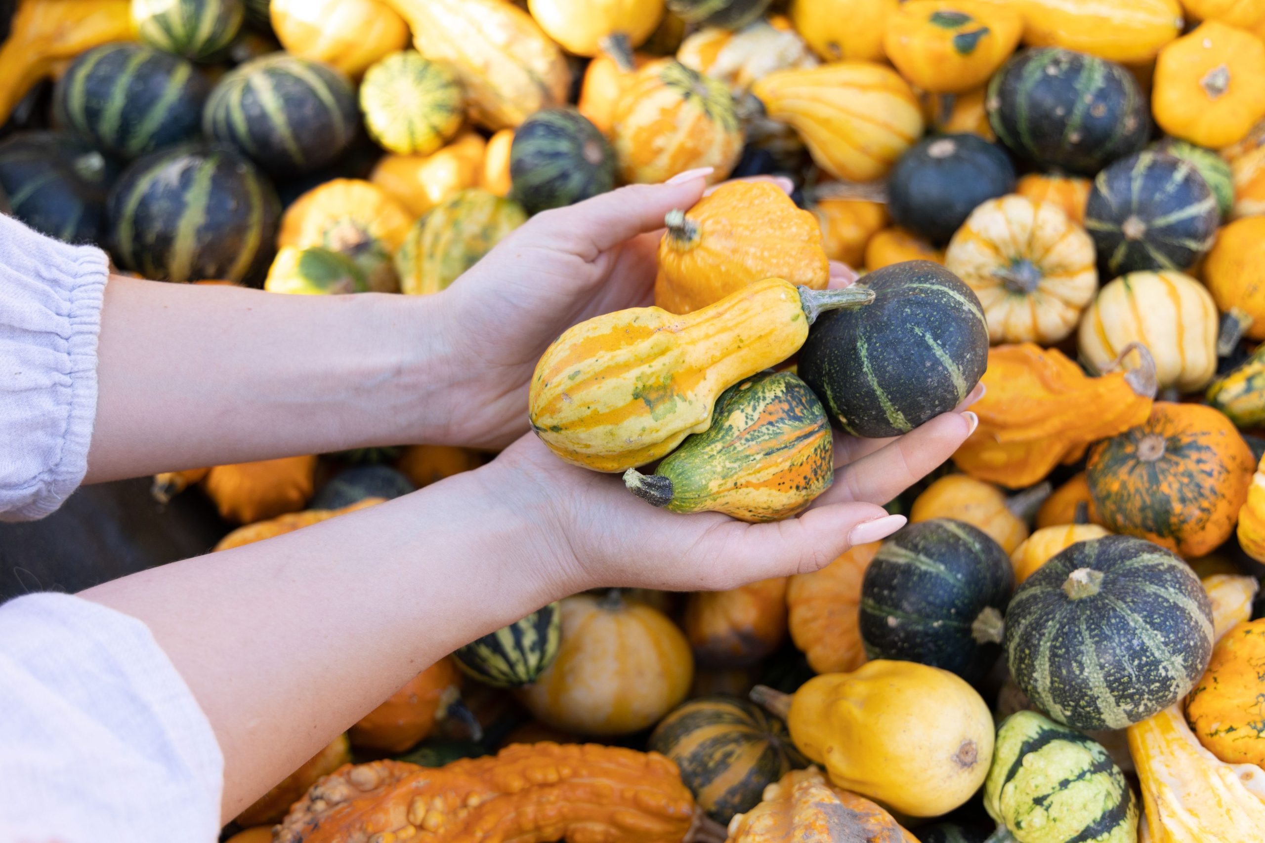 Courges ornementales et santé : comprendre les risques et les précautions à adopter