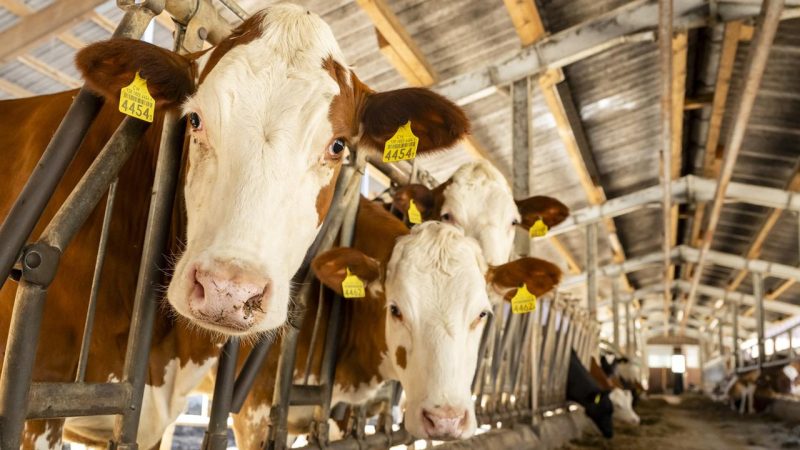Jusqu’à 25 000 vaches pourraient être abattues à cause des droits de douane américains, selon l’Interprofession du lait