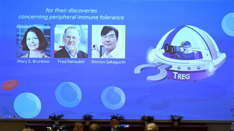 Prix Nobel de médecine 2025 : des chercheurs américains et japonais récompensés pour leurs travaux sur la tolérance immunitaire
