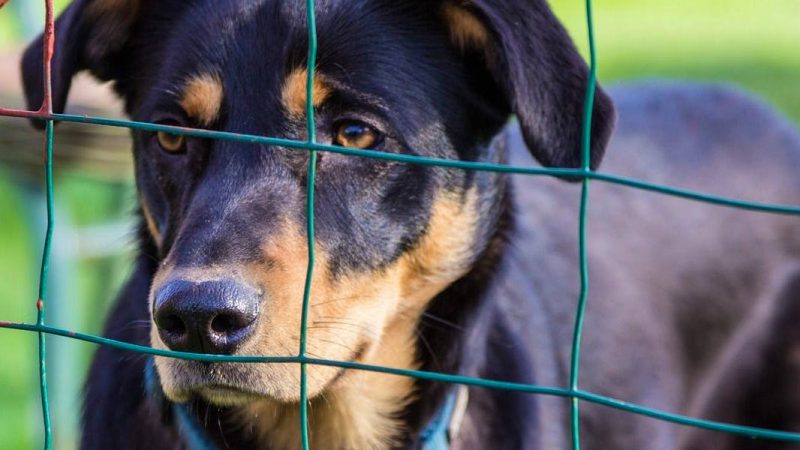 Onze chiens morts dans une pension canine à Uster : enquête sur un probable empoisonnement